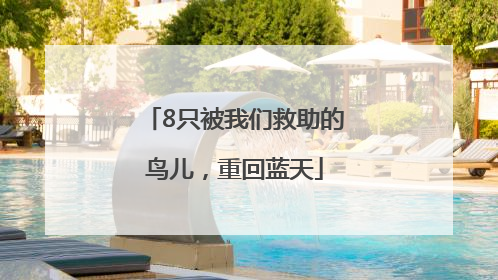 8只被我们救助的鸟儿，重回蓝天